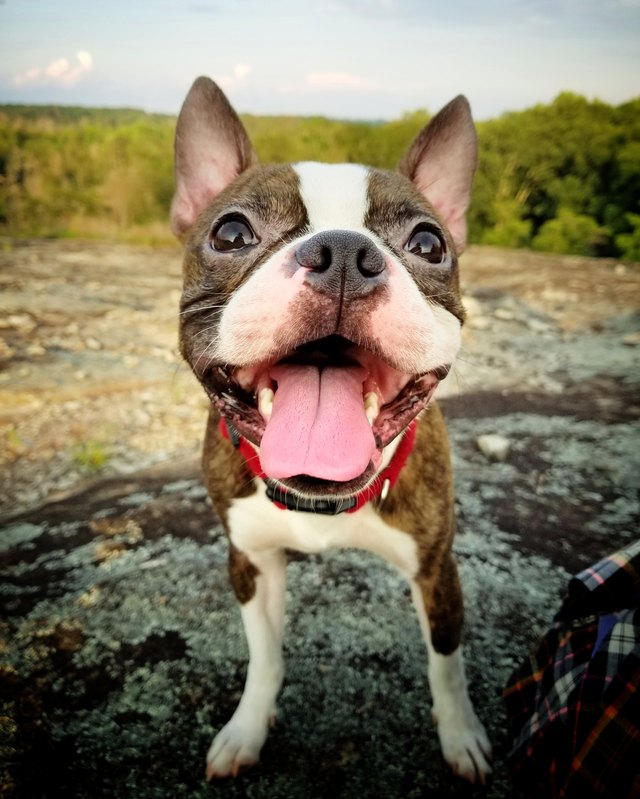 Happy Hiker
