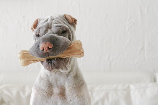 Shar-pei biting bone
