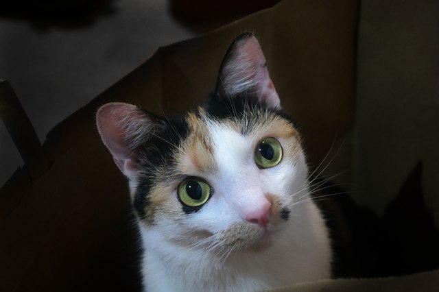 Close-Up Portrait Of A Tricolour Cat
