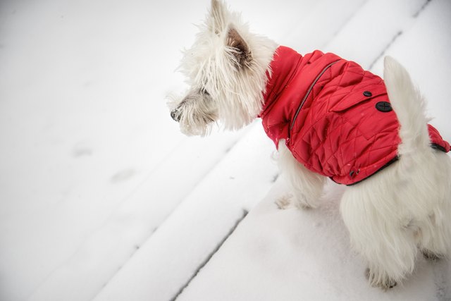 West Highland White Terrier in red down jacket in the snow