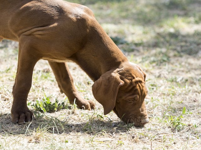 Dog of ladle smelling a track on the area , (Braco Hungaro)