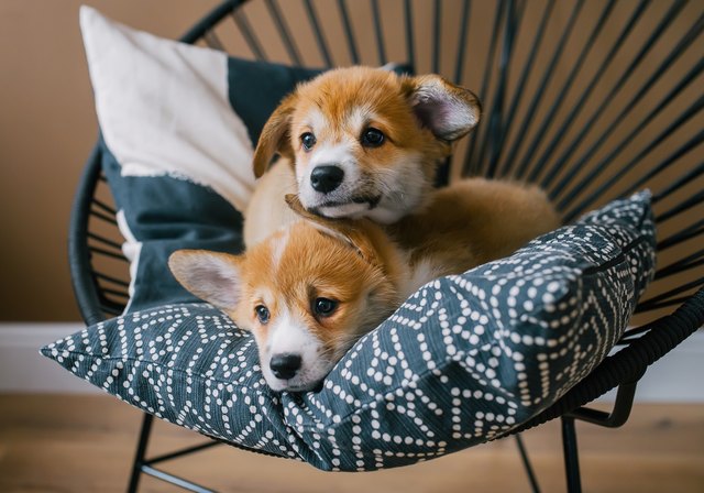 Cute puppies of Welsh Corgi Pembroke lie on pillow in home interior.