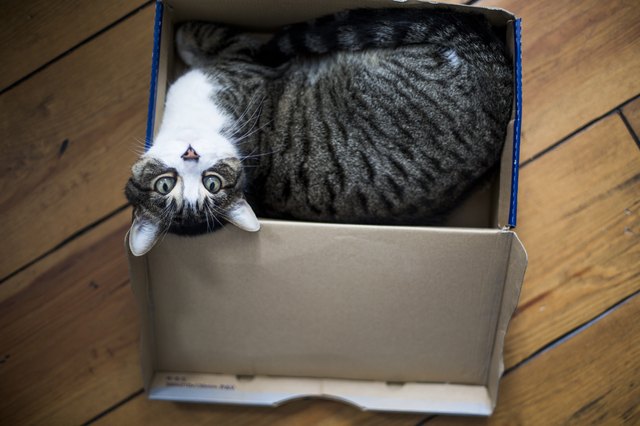 Cute tabby cat in a box