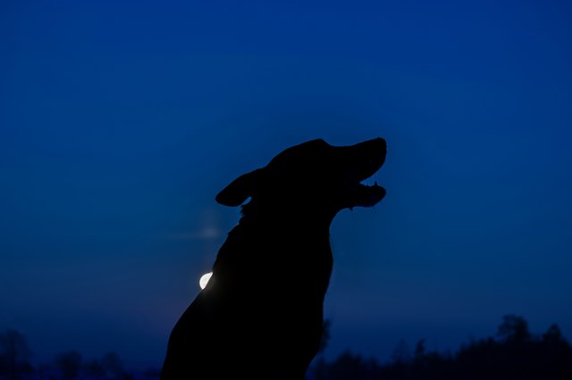 howling wolf silhuette