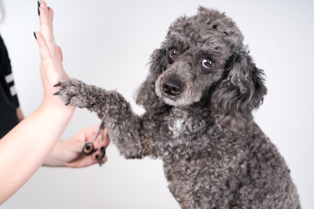 poodle