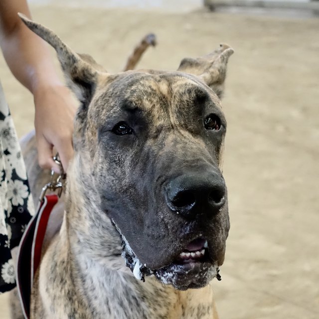 Giant Great Dane Dog