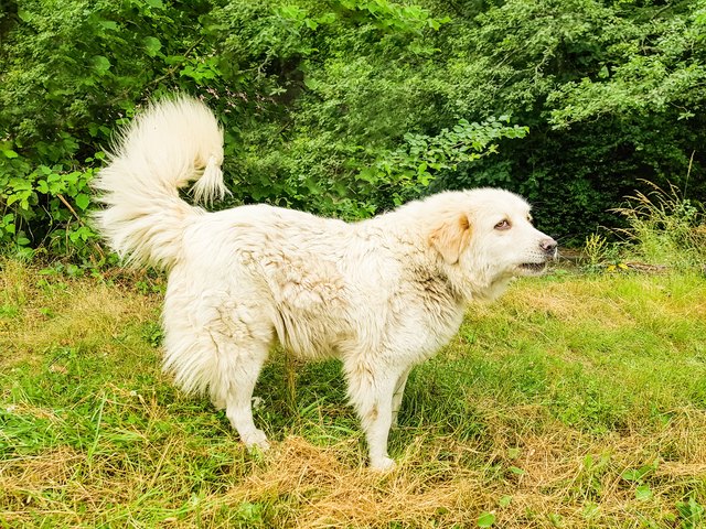 Great Pyrenees Dog Patou on the edge of the forest