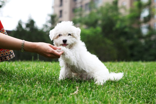 Cute Dog Shaking Hand - XLarge