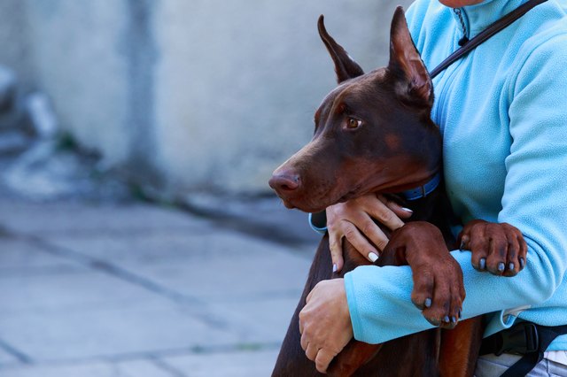 The dog breed Doberman Pinscher