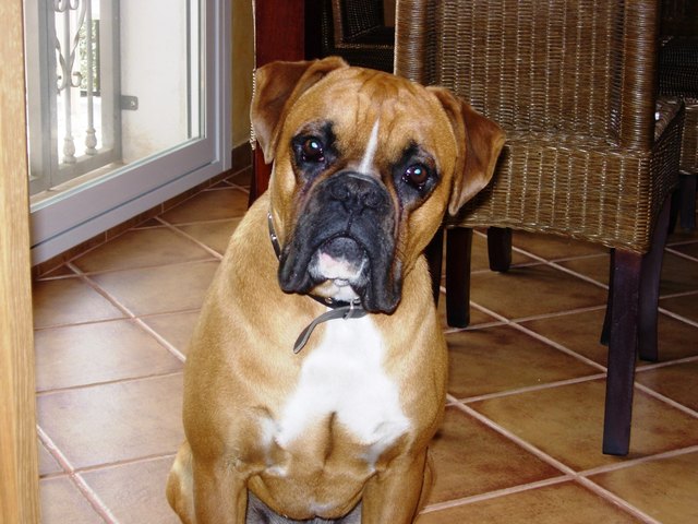 Dog