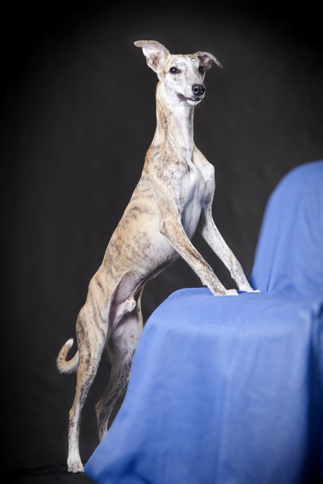 whippet dog standing against chair covered with blue cloth