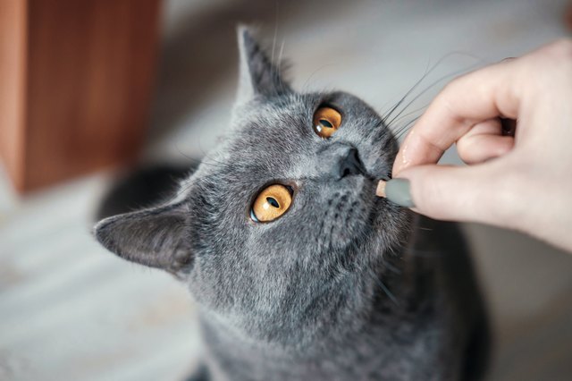 hand british cat food eat, close up, cat with yellow eyes asks for food, hand with food
