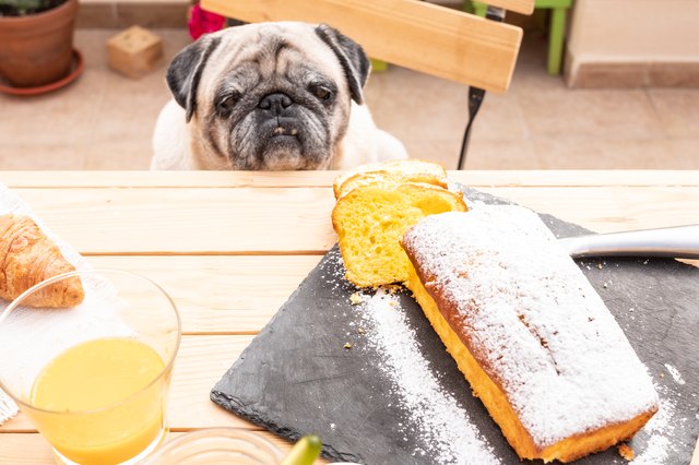 pug looking at dessert on table