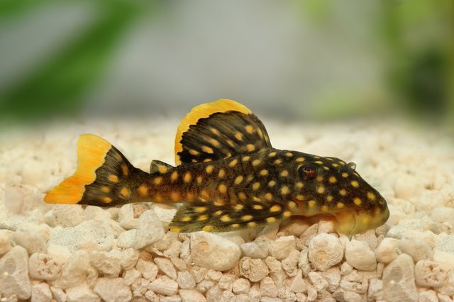 Best pleco best sale for algae