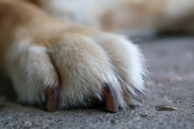 how-to-care-for-a-dog-s-sore-paw-cuteness