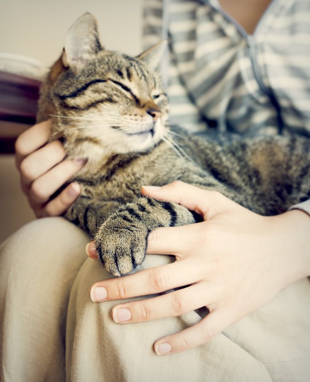 Happy cat lying on woman's lap