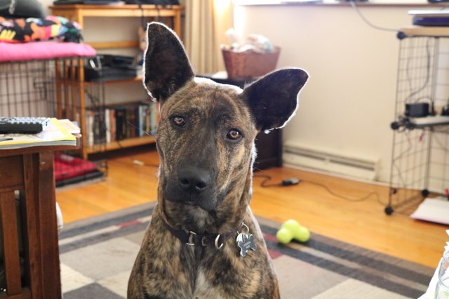 Brindle Dog at Attention with Big Ears