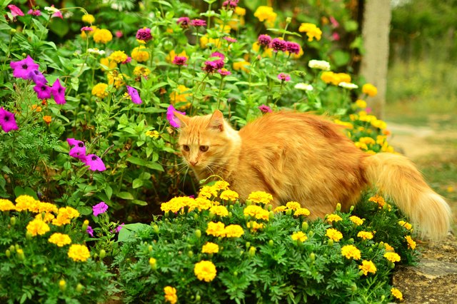 Red cat among the flowers.