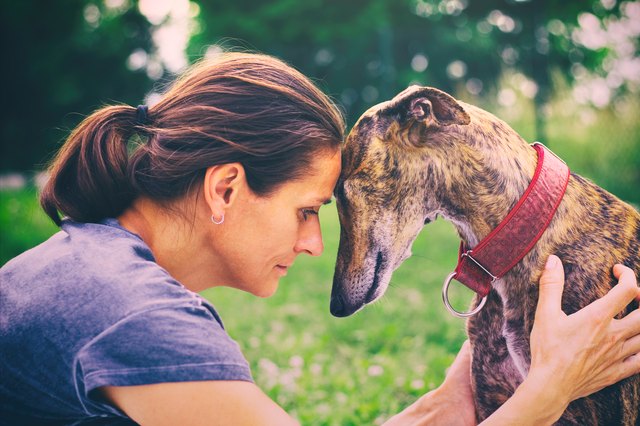 Portrait of spanish galgo dog and woman