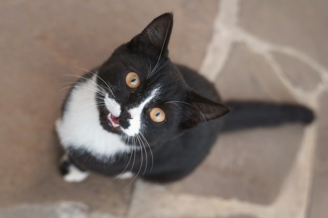 beauty black&white cat sitting and looking up