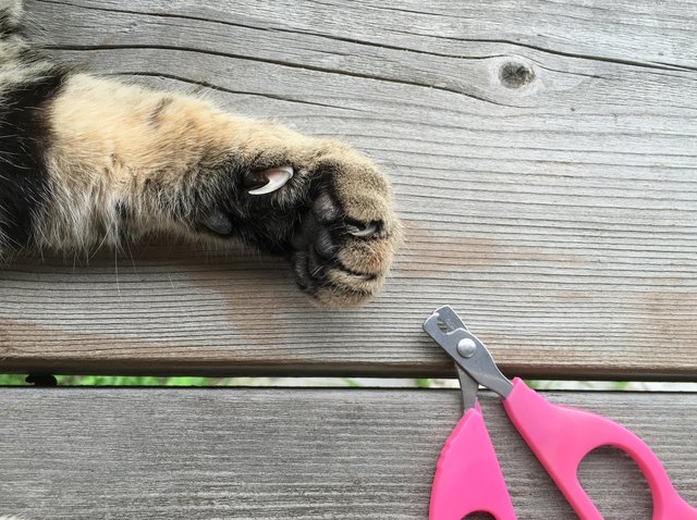 cat with clippers on wooden background