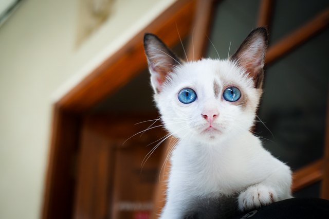 A White Innocent Looking Cat
