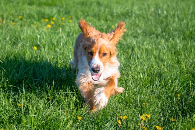 Cocker Spaniel dog pet playing outdoors
