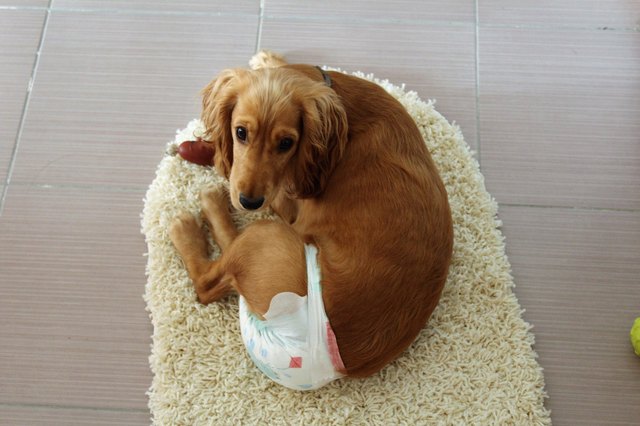 Dog in house.