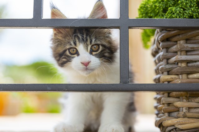 Maine Coon kitten