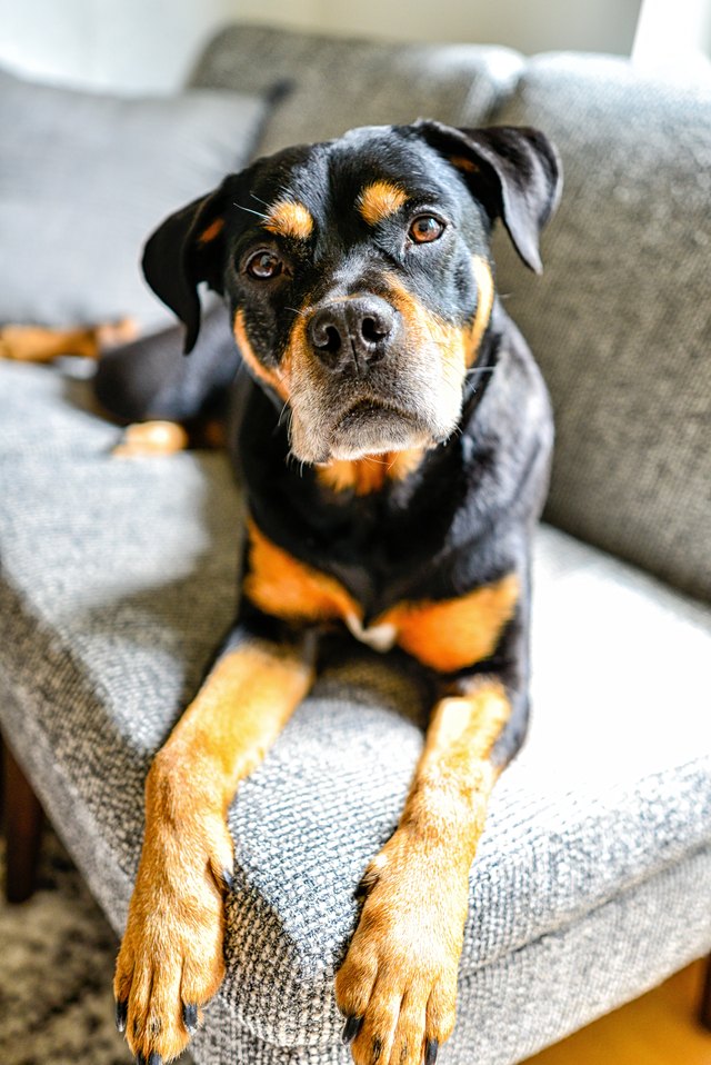Rottweiler Mix Dog Lounging Indoors on Couch with Head Tilted