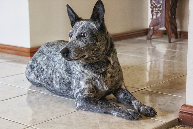 Close-Up Of Dog Sitting On Tiled Floor At Home