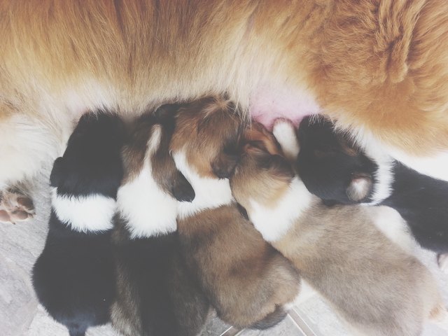 Cropped Image Of Dog Feeding Puppies
