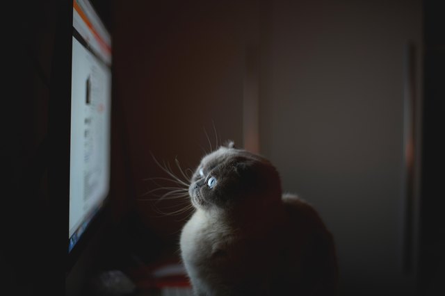 Scottish Fold