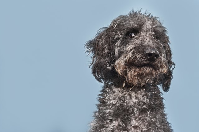 Portrait of Labradoodle with humorous expression