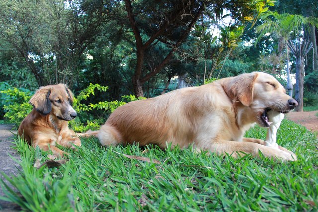 Dogs Relaxing On Grass