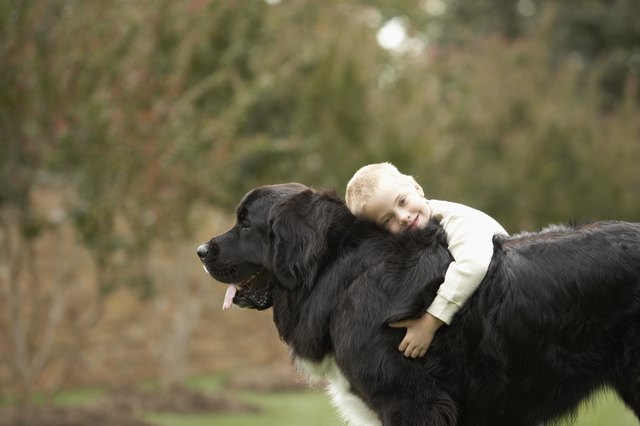 Boy (6-7) hugging black Newfoundland outdoors