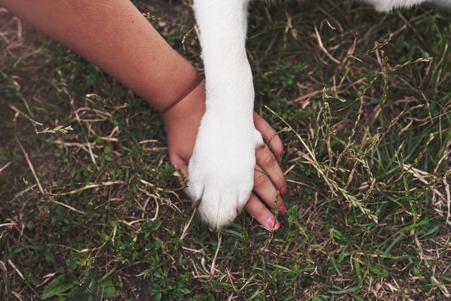 Friendship between human and dog - shaking hand and paw