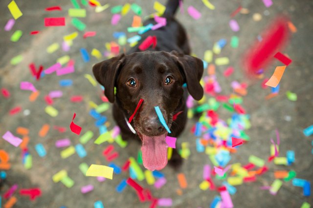 Confetti Falling on Chocolate Labrador Retriever