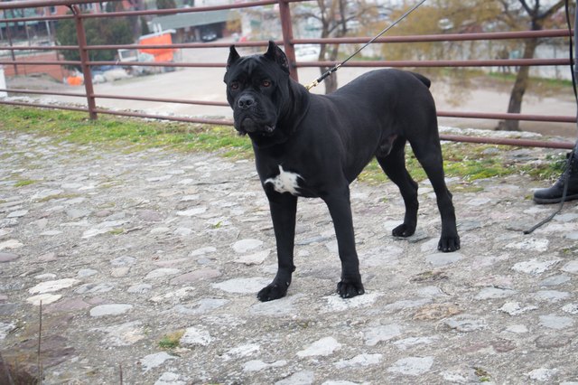 Neapolitan mastiff dog
