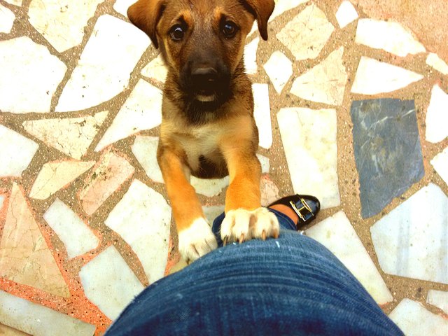 High Angle View Of Puppy Jumping On Woman