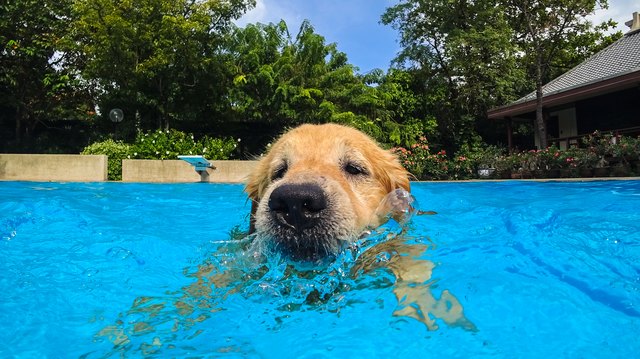 Can Dogs Swim In Chlorine Pools? | Cuteness