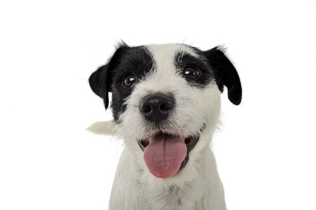 An adorable Parson Russell Terrier looking happy at the camera