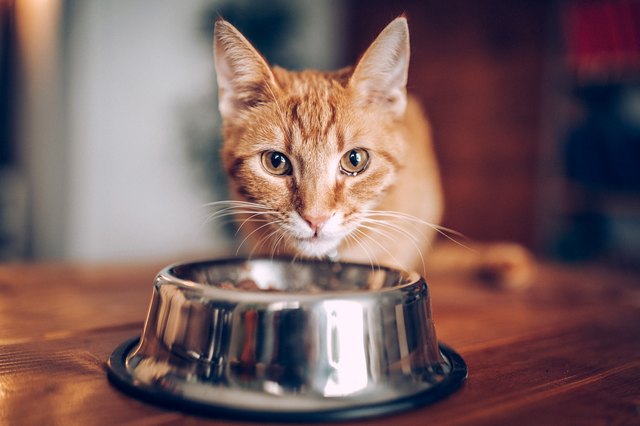 Why Do Some Cats Always Think Their Food Bowls Are Empty? | Cuteness