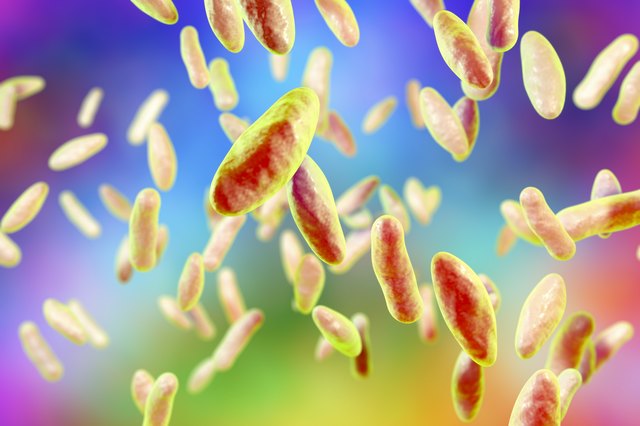 Brucella bacteria, illustration