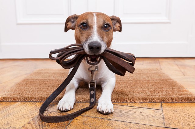 How to Wash a Dog Collar, Leash or Harness | Cuteness