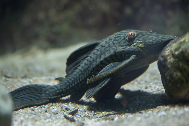 what-do-plecostomus-eat-cuteness