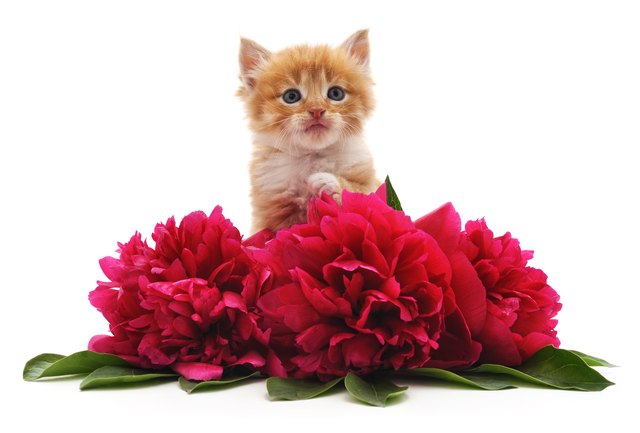 Red peonies and red cat.