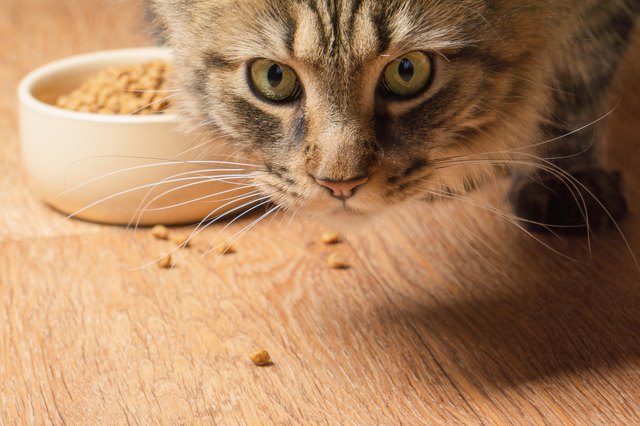 Beautiful fluffy cat sniffs crumbs on the floor. close-up