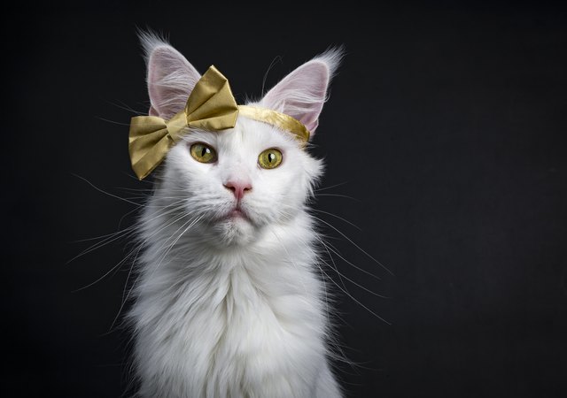 Head shot of White Maine Coon girl cat wearing golden bow on head sitting up isolated on black background