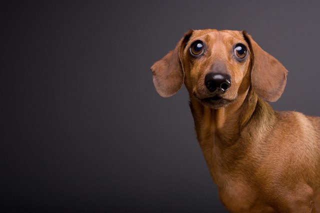 Portrait of Cute Dachshund Dog on Gray Background